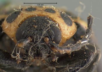 Media type: image;   Entomology 18761 Aspect: head frontal view
